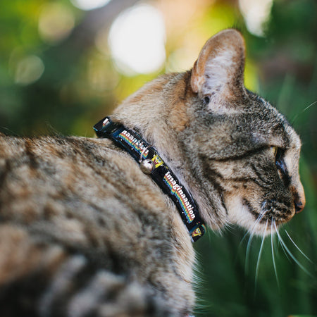 Side profile of a tabby cat with a black collar featuring rainbow stripes and 'imaginaaation' text, with a small bell.