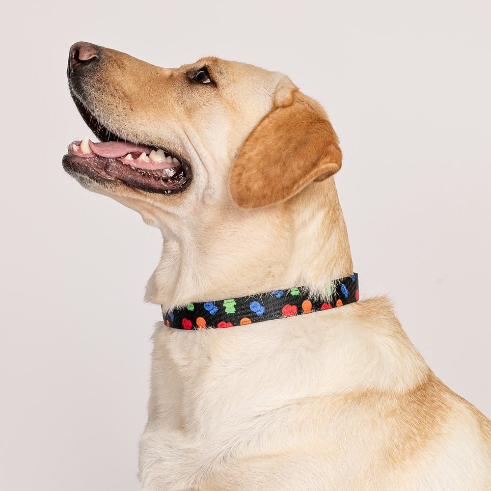 South Park Boys Pet Collar - Paramount Shop