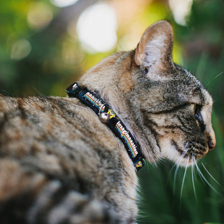 SpongeBob SquarePants Cat Collar Arms Up Rainbow Pose IMAGINAAATION Breakaway with Bell Black Multi Color - Paramount Shop