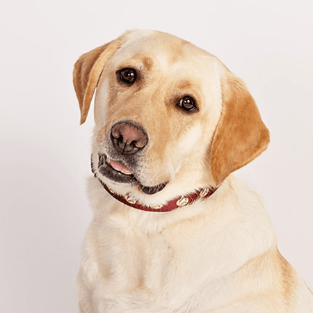 Star Trek: The Next Generation Command Pet Collar - Paramount Shop