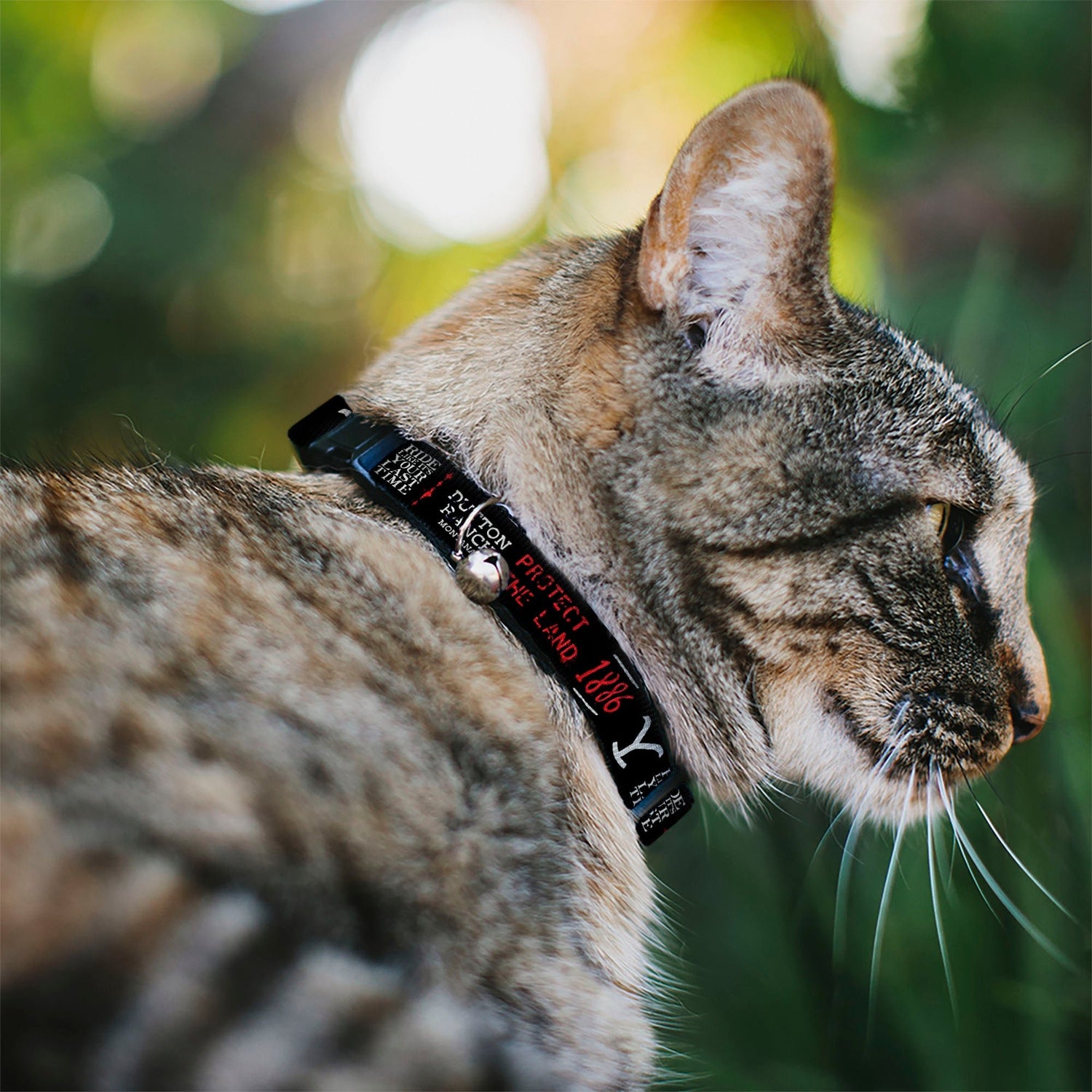 The breakaway buckle and silver bell on the black Yellowstone cat collar