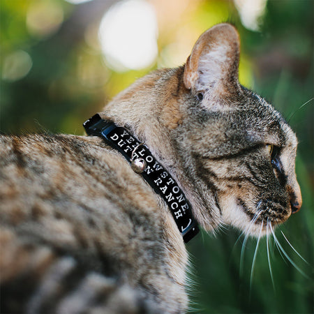 Yellowstone Cat Collar Dutton Ranch Logo Breakaway with Bell Black/White - Paramount Shop