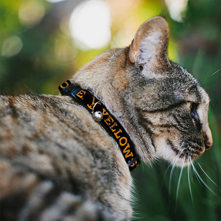 Yellowstone Cat Collar Text and Y Logo Weathered Breakaway with Bell Black/Orange - Paramount Shop