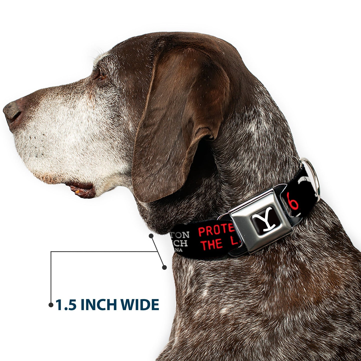 Yellowstone Dog Collar Y Logo Full Color Seatbelt Buckle Black and White - Paramount Shop